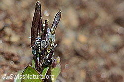 Arabis caerulea (C204952)