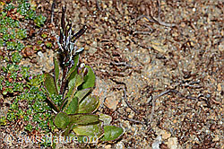 Arabis caerulea (C204955)