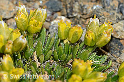 Hoppes Felsenblümchen (Draba hoppeana) (08.2021, C204991)