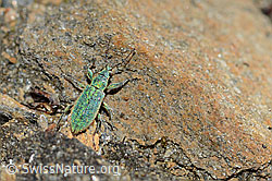 Gebirgs-Blattrüssler (Phyllobius arborator) (C204996)
