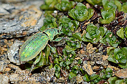 Gebirgs-Blattrüssler (Phyllobius arborator) (C205009)