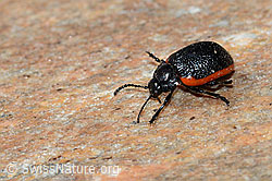 Rotsaum-Blattkäfer (Chrysolina sanguinolenta) (C205050) Rotsaum-Blattkäfer (Chrysolina sanguinolenta) (C205050)