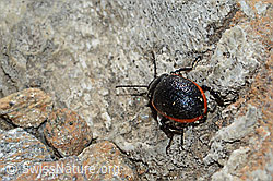 Rotsaum-Blattkäfer (Chrysolina sanguinolenta) (C205057) Rotsaum-Blattkäfer (Chrysolina sanguinolenta) (C205057)