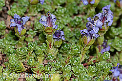 Gegenblättriger Steinbrech (Saxifraga oppositifolia) (C205113)