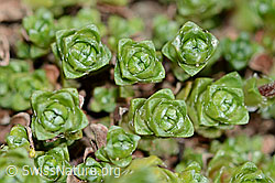 Gegenblättriger Steinbrech (Saxifraga oppositifolia) (C205114)