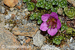 Gegenblättriger Steinbrech (Saxifraga oppositifolia) (C205122)