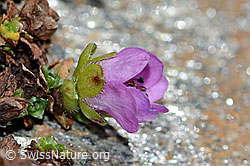 Gegenblättriger Steinbrech (Saxifraga oppositifolia) (C205123)