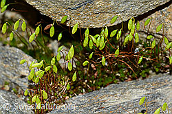 Haar-Birnmoos (Bryum capillare) (08.2021, C205132)