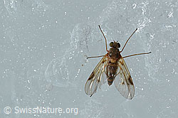 Rhagio lineola (Schnepfenfliege) (08.2021, C205155)