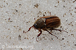 Gerippter Brachkäfer (Amphimallon solstitiale) (C205191)