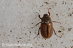 Gerippter Brachkäfer (Amphimallon solstitiale) (C205195)