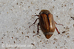 Gerippter Brachkäfer (Amphimallon solstitiale) (C205196)