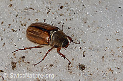 Gerippter Brachkäfer (Amphimallon solstitiale) (C205197)