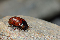 Gonioctena nivosus (Blattkäfer) (C205209)
