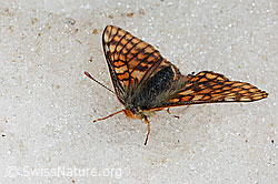Veilchen-Scheckenfalter (Euphydryas cynthia) auf Schnee am Gletscherrand (08.2021, C205224)