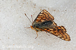Veilchen-Scheckenfalter (Euphydryas cynthia) auf Schnee am Gletscherrand (C205226)
