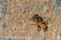 Mistbiene (Eristalis tenax) (08.2021, C205247)