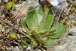 Bläuliche Gänsekresse (Arabis caerulea) (C205266) Bläuliche Gänsekresse (Arabis caerulea) (C205266)