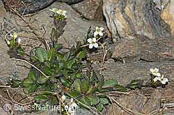 Alpen-Gänsekresse (Arabis alpina) (08.2021, C205273)