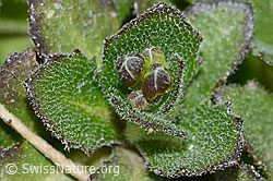 C205279: Alpen-Gänsekresse (Arabis alpina)