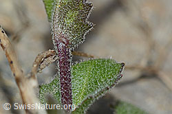 C205280: Alpen-Gänsekresse (Arabis alpina)