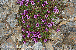 Gegenblättriger Steinbrech (Saxifraga oppositifolia) (C205291)