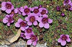 Gegenblättriger Steinbrech (Saxifraga oppositifolia) (C205292)