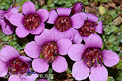 Gegenblättriger Steinbrech (Saxifraga oppositifolia) (C205293)