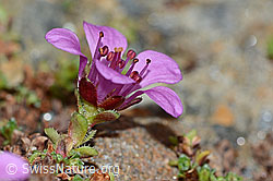 Gegenblättriger Steinbrech (Saxifraga oppositifolia) (C205295)