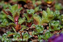 Gegenblättriger Steinbrech (Saxifraga oppositifolia) (C205297)