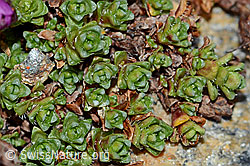 Gegenblättriger Steinbrech (Saxifraga oppositifolia) (C205298)