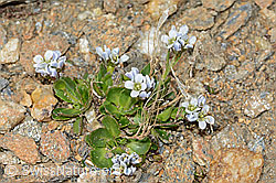 Arabis caerulea (C205333)