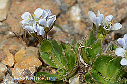 Arabis caerulea (C205334)