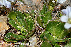 Arabis caerulea (C205335)