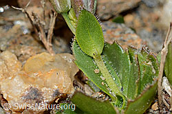 Arabis caerulea (C205338)