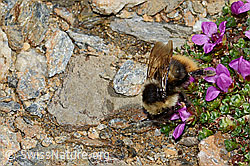 Berglandhummel (Bombus monticola) auf Gegenblättrigem Steinbrech (Saxifraga oppositifolia) (C205425)