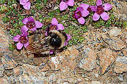 Berglandhummel (Bombus monticola) auf Gegenblättrigem Steinbrech (Saxifraga oppositifolia) (C205427)