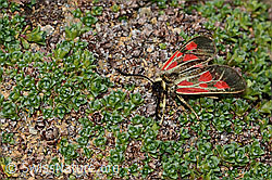 Alpen-Widderchen (Zygaena exulans) (08.2021, C205441)