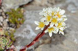 Trauben-Steinbrech (Saxifraga paniculata) (C208871)