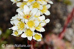 Trauben-Steinbrech (Saxifraga paniculata) (C208872)