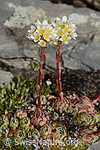 Trauben-Steinbrech (Saxifraga paniculata) (C208873)