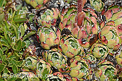 Trauben-Steinbrech (Saxifraga paniculata) (C208874)