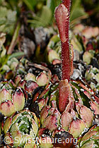 Trauben-Steinbrech (Saxifraga paniculata) (C208875)