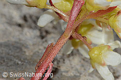 Trauben-Steinbrech (Saxifraga paniculata) (C208876)