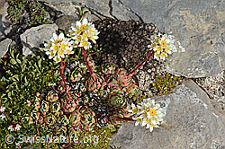 Trauben-Steinbrech (Saxifraga paniculata) (C208877)
