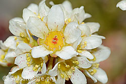 Trauben-Steinbrech (Saxifraga paniculata) (C208892)
