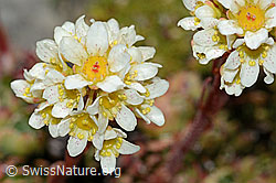 Trauben-Steinbrech (Saxifraga paniculata) (C208893)