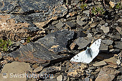 Photo: Pontia callidice