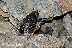 Hybomitra caucasica (09.2021, C208933)
