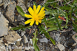 Berg-Milchkraut (Leontodon montanus) (C208946)